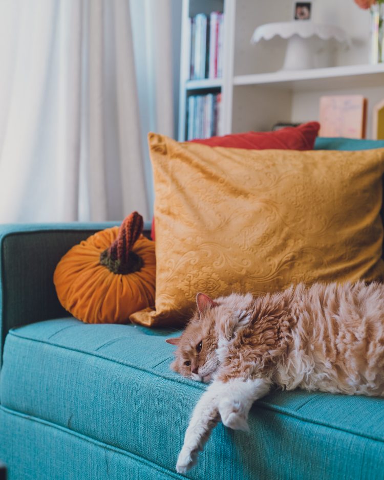 Cat laying on blue couch with orange pillows
